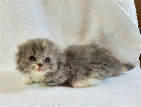 Ultra Tiny Teacup Munchkin! For Sale! Available Munchkin Kitten! in 2021 | Munchkin kittens for ...