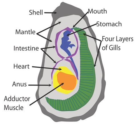 Oyster are Pretty Awesome Creatures - Bowen Island Conservancy