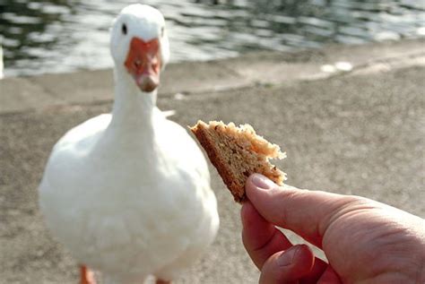 Feeding breads to ducks can be lethal. – Discoveries in Animal Sciences