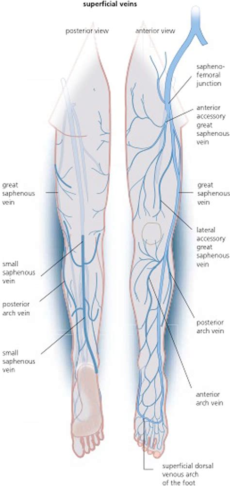 Schematic view of venous anatomy from Insightful Phlebology an atlas ...