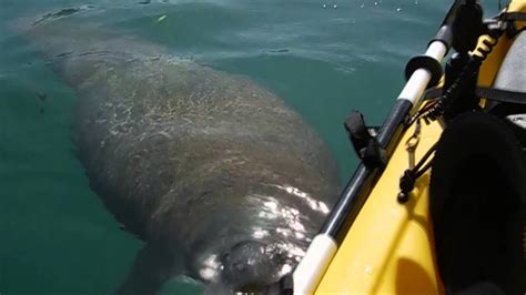 Kayaker Close Encounter with a Manatee - YouTube