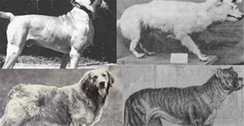 20 Extinct Dog Breeds So Strange That We Wish They Still Existed