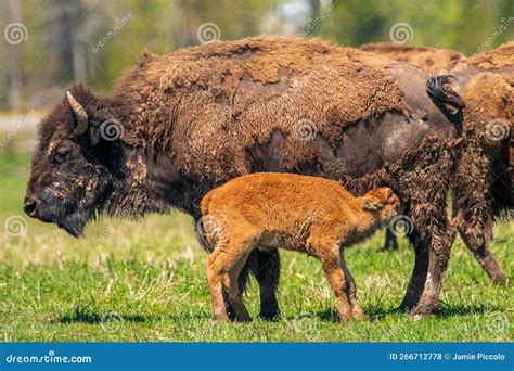 Mother Bison Giving Milk To Her Young Stock Photo - Image of herd ...