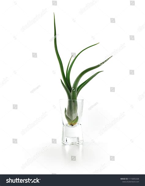 326 Caput Medusae Images, Stock Photos & Vectors | Shutterstock