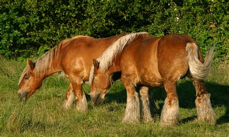 Jutland Horses | Oklahoma State University