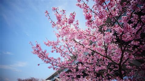 The Japanese Hanami season and blossoms at home - Japan at Hand