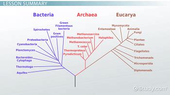 What Are The Similarities And Differences Between Archaea And Bacteria - cloudshareinfo