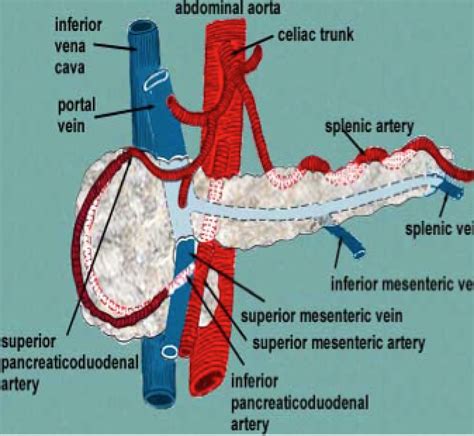 Blood Supply To Git On Emaze | Free Nude Porn Photos