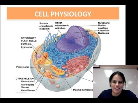 Cell Physiology (Unit 1 - Video 7) - YouTube