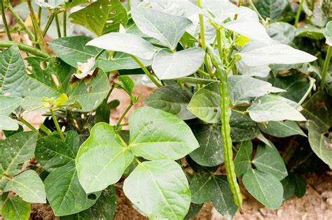 Gardening with Grocery Store Black-Eyed Peas: Planting for Success! - Green Packs