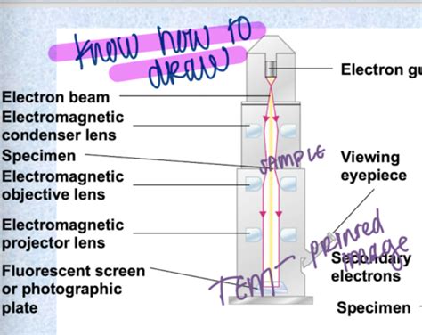 Chapter 3: Observing Microorganisms Through a Microscope Flashcards | Quizlet