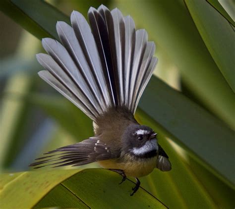 New Zealand Fantail | Bird, Beautiful birds, Birds