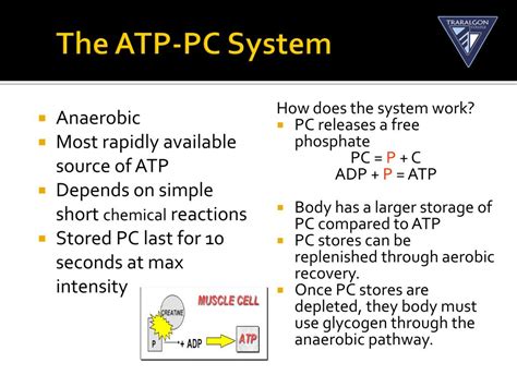 PPT - Aerobic and anaerobic pathways – an introduction to the energy ...