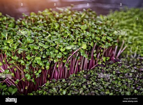 healthy breeding of micro greens plants Stock Photo - Alamy