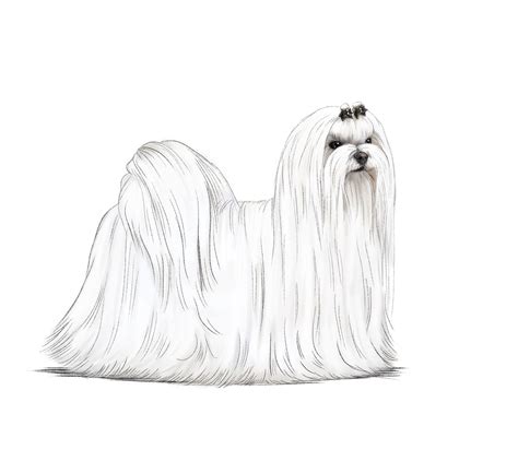 Maltese On Www Thecolor Com Maltese Coloriage Clipart - vrogue.co