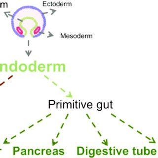 Summary of organs originated from endoderm. | Download Scientific Diagram