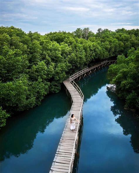 5 Wisata Hutan Mangrove di Indonesia, Seru untuk Dijelajahi