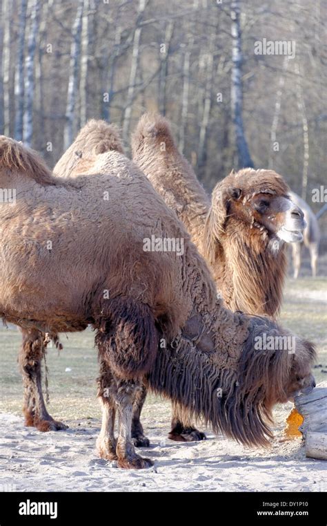 Even toed ungulate hi-res stock photography and images - Alamy