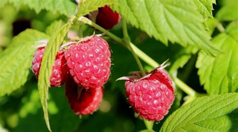 Rubus idaeus: Sistematica, Etimologia, Habitat, Coltivazione ...