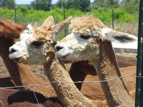 Fiber Flux: Our visit to the alpaca farm...