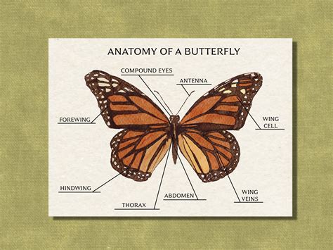 the anatomy of a butterfly on a sheet of paper