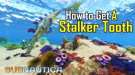 Subnautica - Stalker Tooth Location - YouTube