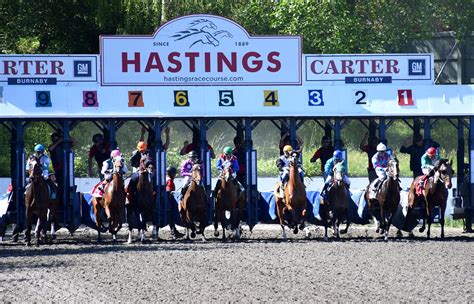 Horses at the Starting Gate - Hastings Racecourse