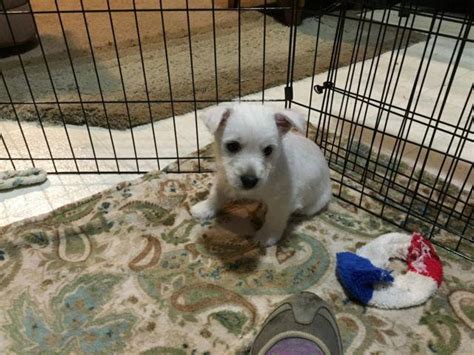 Adorable AKC female Westie puppy needs loving home for Sale in Auburn ...