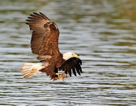 Bald Eagle Talons Photograph by Jack Nevitt - Pixels