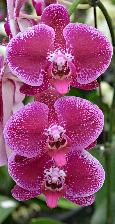 Thailand orchids (Wil 5835) Rare Orchids, Rare Flowers, Rare Plants ...