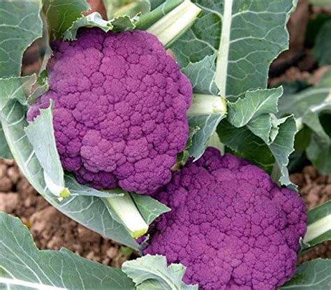 Amazon.com: New Rare Hierloom Graffiti Dark Purple Cauliflower Hybrid Brassica Oleracea Seeds ...