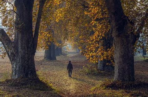 These pictures of the majestic Chinar trees from Kashmir right now will blow your mind | IndiaToday