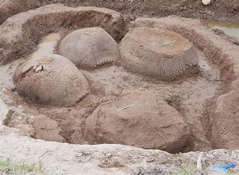 Argentinian Farmer Finds Four Fossilized Ancient Armadillos