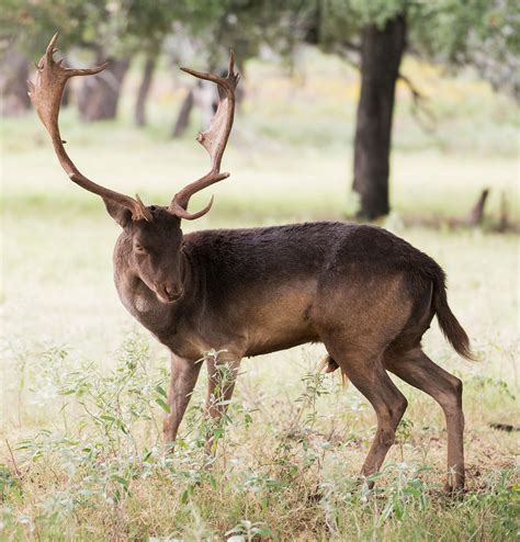 Fallow Deer - WN Hunting Safaris