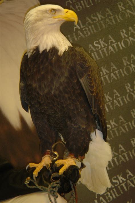 Webcam Traveler: nesting bald eagles: Decorah, Iowa