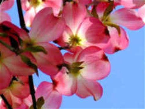 North Carolina State Flower: Dogwood