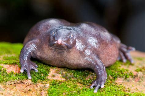 9 Amazing Facts About the Purple Frog (Pig-nosed Frog) – How Africa News