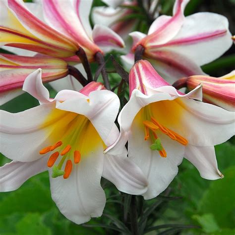 Buy lily bulb Lilium regale