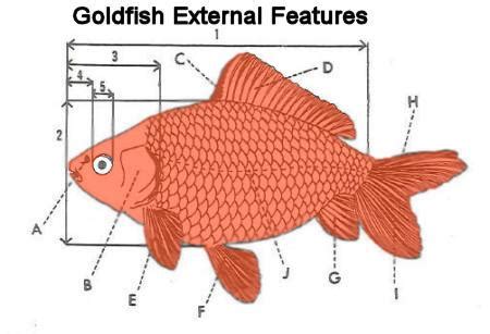 Goldfish Anatomy Terms