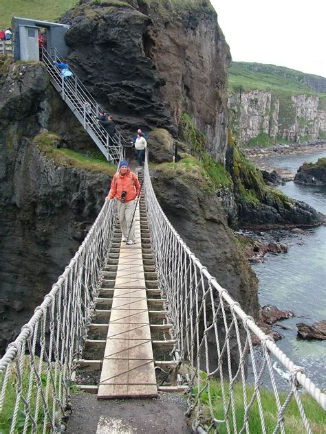 Razorbill Auks on Carrick-a-Rede in Northern Ireland