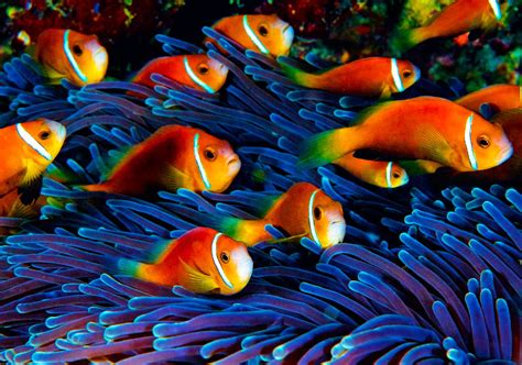 Displaying 13> Images For - School Of Tropical Fish Wallpaper ...