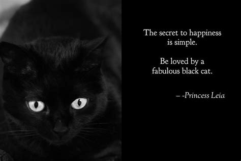 Harley! | Black cat, Black cats rock, Cat quotes