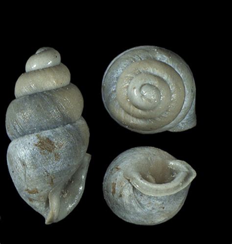 Miniature snail in a rock sandwich: Study describes first fossil record ...