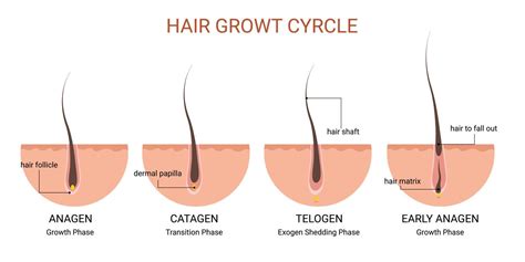 Hair growth cycle medical educational poster 8149327 Vector Art at Vecteezy