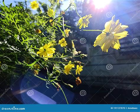 Sunrise and the Yellow Flowers Home Garden View Stock Photo - Image of ...