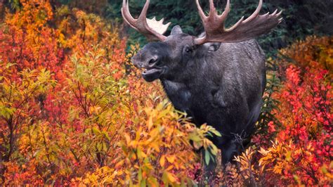 Bull Moose with autumn fall foliage, Denali National Park and Preserve ...