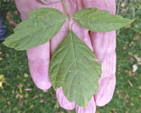 Box Elder - Tree Guide UK Box Elder tree identification