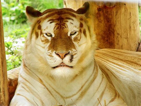 petition: Release The Only Golden Tabby Tigers from Zoos ,Circus to ...