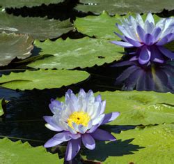 Artificial pond plants