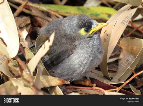 Noisy Miner Baby Bird Image & Photo (Free Trial) | Bigstock